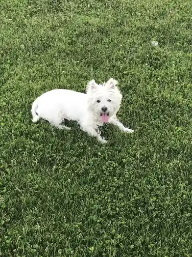 A small, fluffy white dog with its tongue out is lying on a lush green lawn filled with clover. The dog is looking directly…