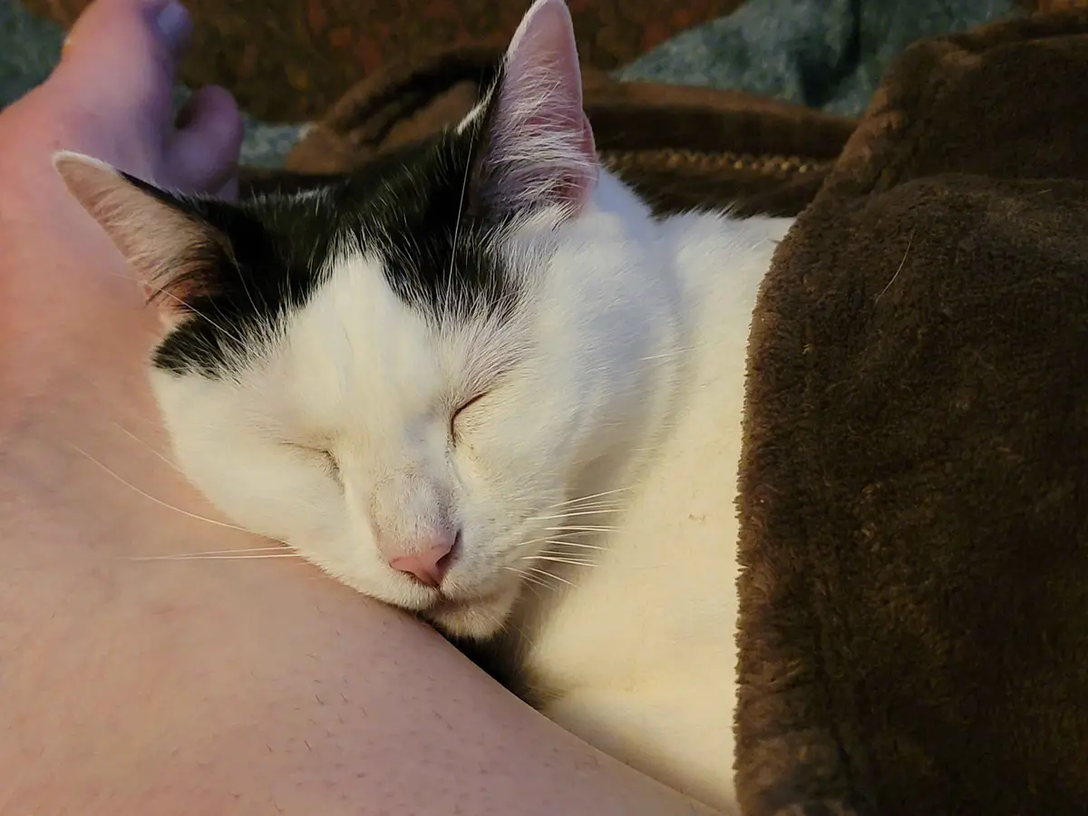 A black and white cat is peacefully sleeping with its eyes closed, nestled against a person's bare leg. The cat is partially…