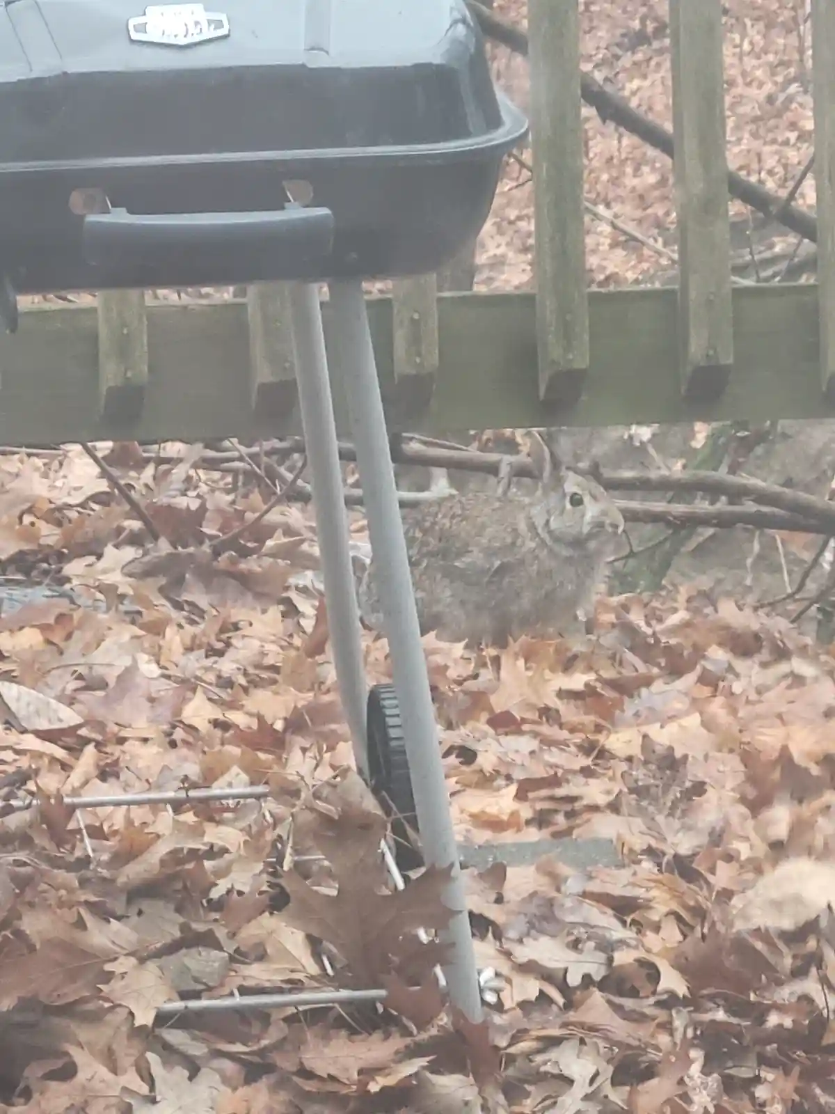 A small brown rabbit is peeking out from behind a black outdoor grill, standing in a pile of dry autumn leaves. The grill…