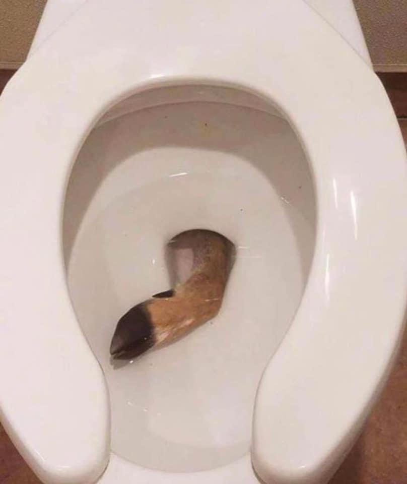 A close-up photo shows a white porcelain toilet bowl with a small, brownish, curved object submerged in water, resembling a…