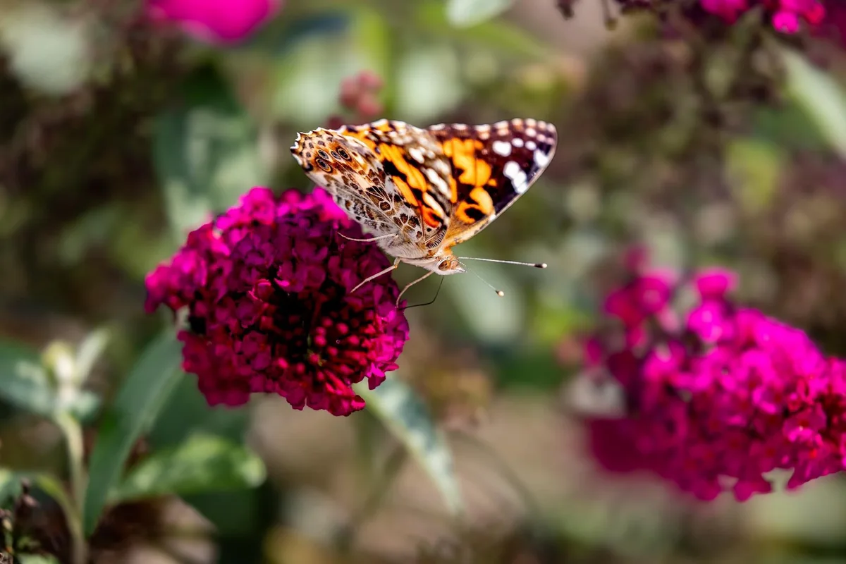 Embracing the Last Days of Summer