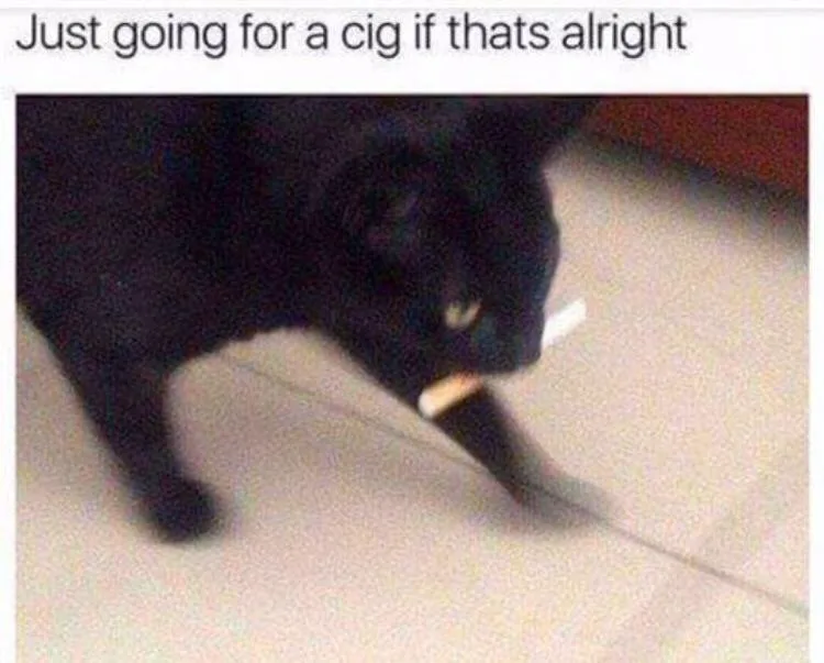 A blurry image of a black cat walking on a light-colored floor with a cigarette held in its mouth. The text at the top reads…