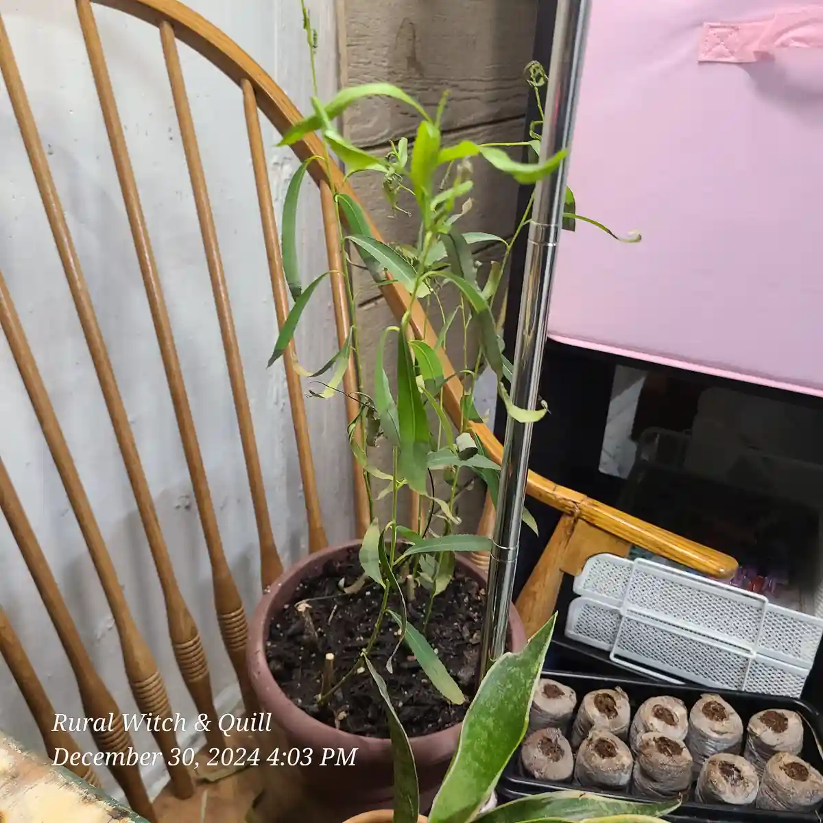 Charming Willows in a Cozy Pot
