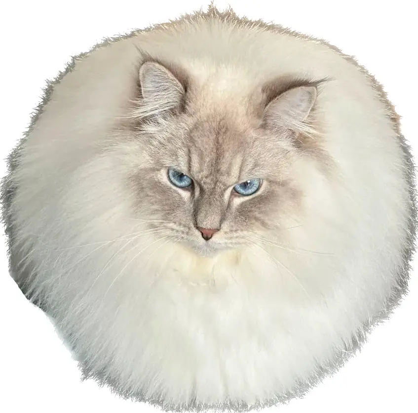 The Perfect Circle