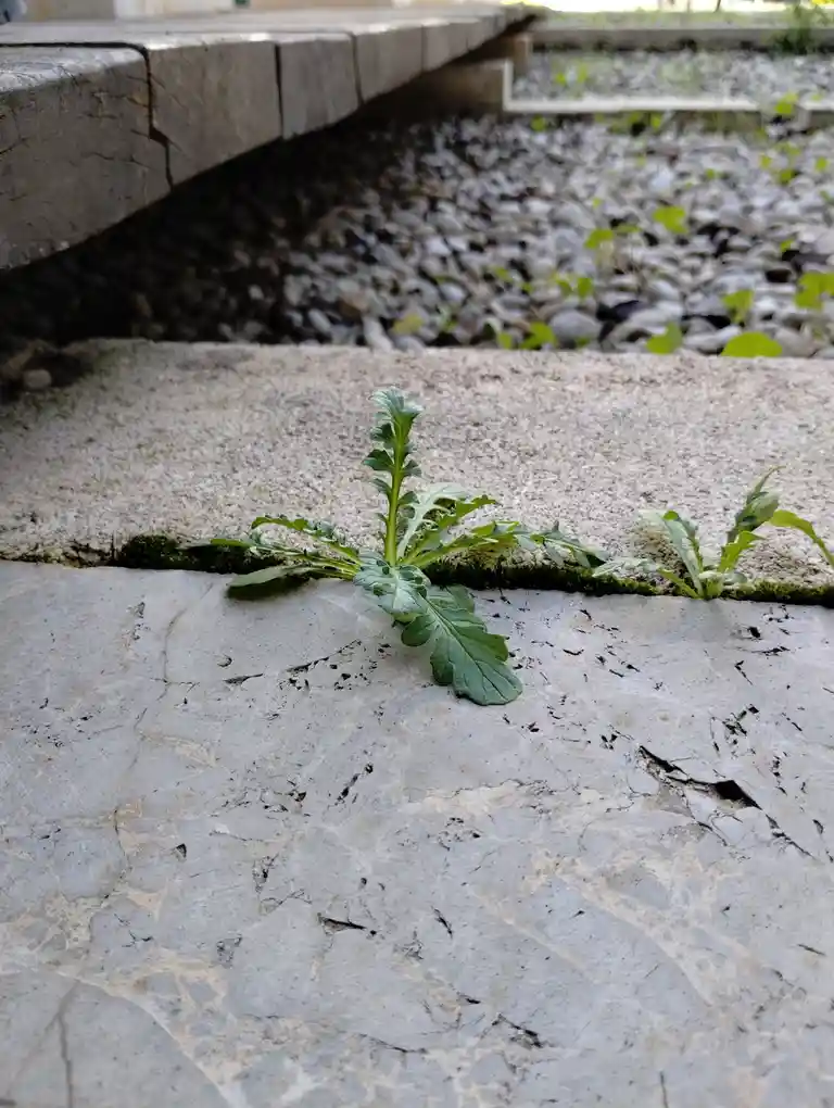 A small green plant sprouts defiantly from a crack in a gray concrete slab, with moss and gravel visible in the background…