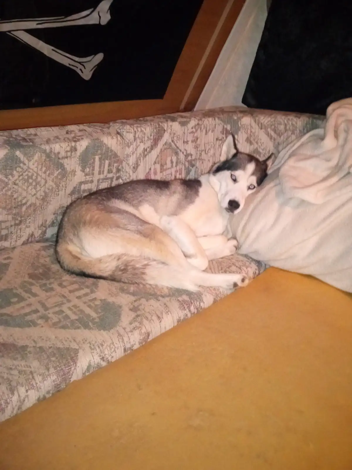 A husky dog with blue eyes is curled up sleeping on a patterned couch next to a light-colored blanket. Behind the couch, a…