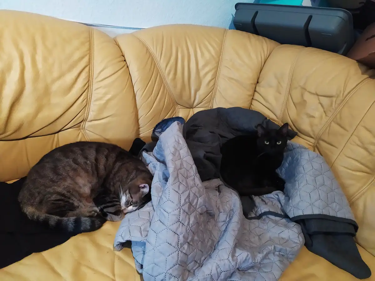 Two cats are lounging on a tan leather couch; one is a tabby curled up asleep, the other is a black cat with wide eyes…