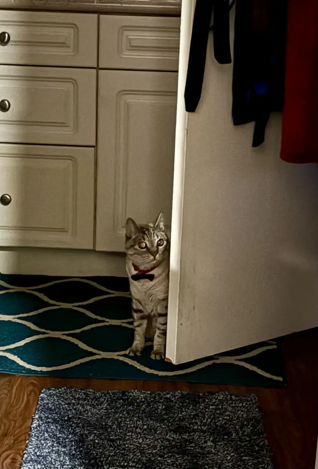 A tabby cat wearing a red bow tie peeks out from behind a partially open white door, standing on a teal rug with white wavy…