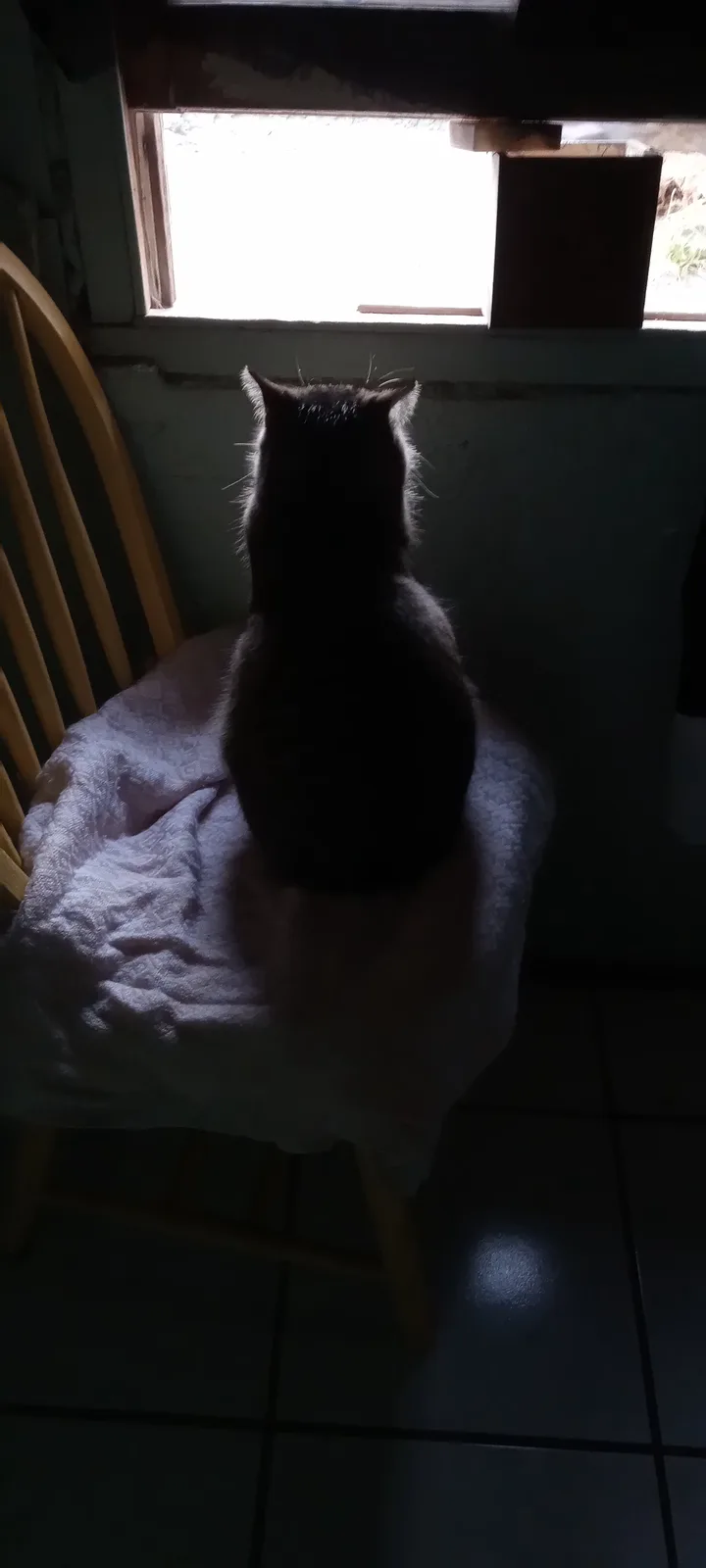 A dark silhouette of a cat sitting upright on a wooden chair covered with a white cloth, facing a bright window in a dimly…