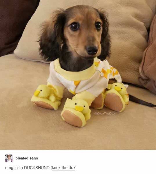 A long-haired dachshund puppy sits on a beige couch wearing a white shirt with yellow duck patterns and yellow duck-shaped…