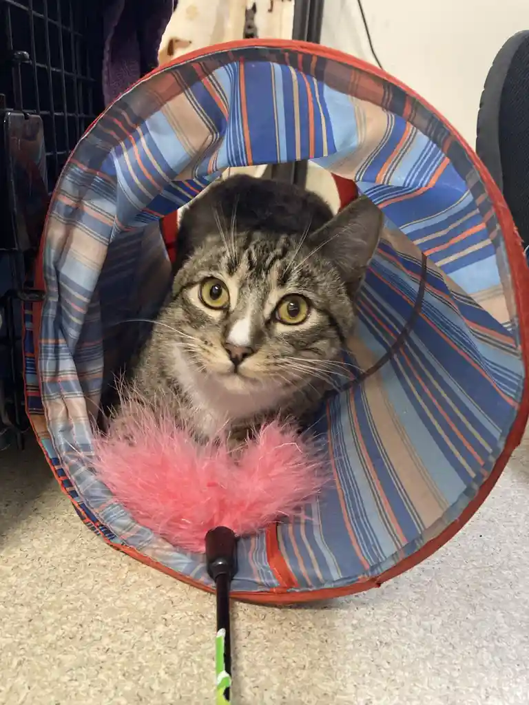 Ahab the Cat's Journey: A Tale in Three Pictures