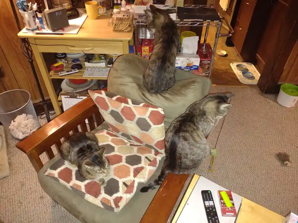 Three cats are positioned around a chair in a cluttered room: one sleeps on the chair's patterned cushion, one sits upright…