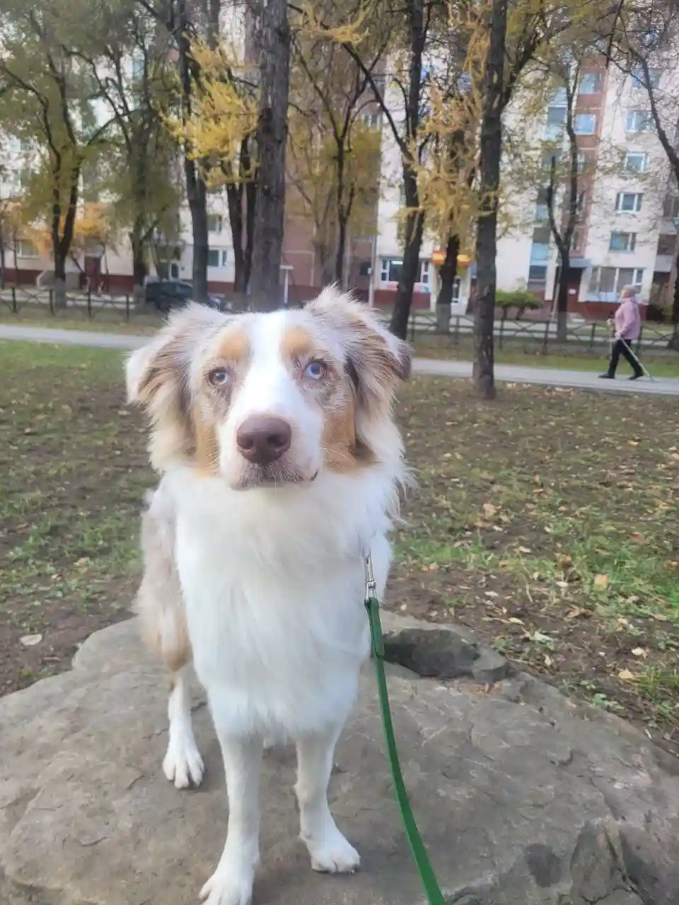 A fluffy, white and tan dog with striking blue eyes stands on a large rock in a park, looking directly at the camera with a…