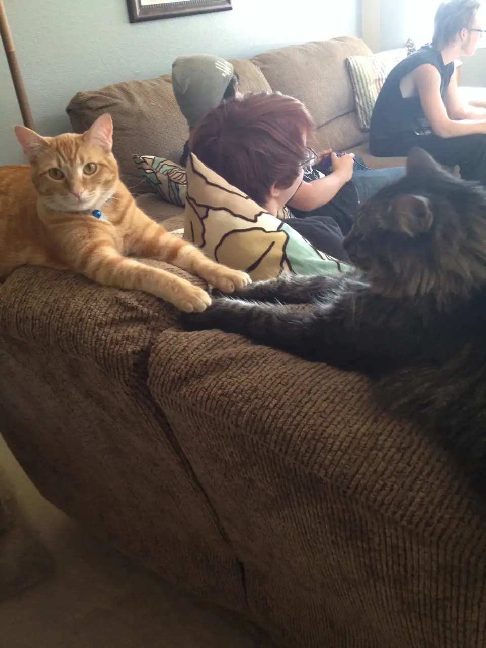 An orange tabby cat with a blue collar sits alertly on a brown corduroy couch, looking directly at the camera, while a…