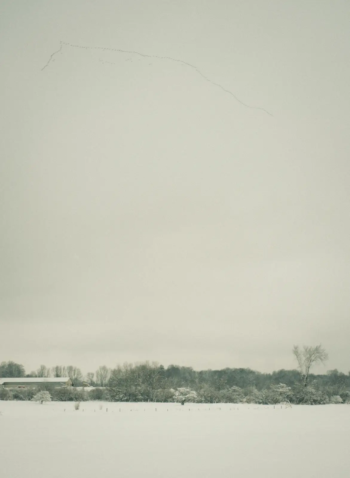Blurry Landscapes: The Geese Eluded My Autofocus Skills