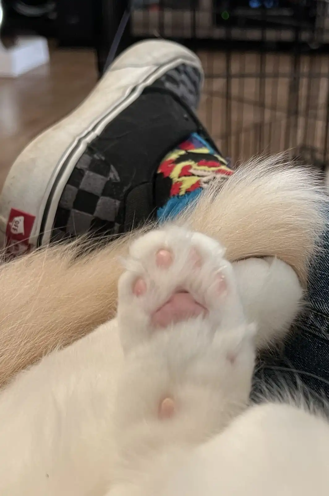 A close-up photo shows a fluffy white cat's paw resting on a person's leg, with the person's foot wearing a black-and-white…