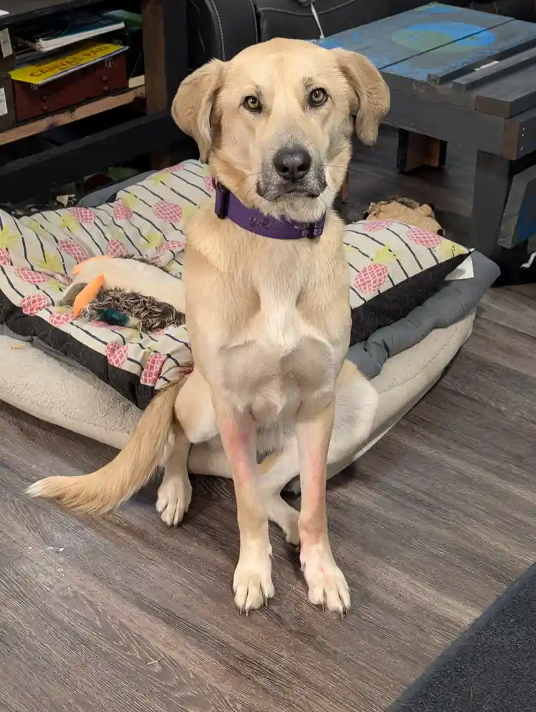 A light-colored dog with a purple collar sits upright on a wooden floor, partially on a pineapple-patterned dog bed. Its…