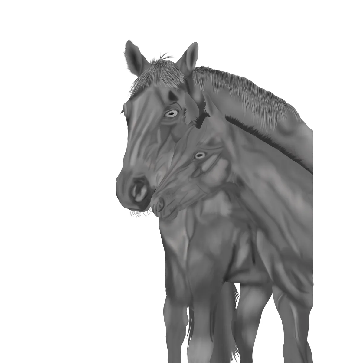 A grayscale digital drawing shows two horses standing close together, one slightly behind the other, both looking forward…