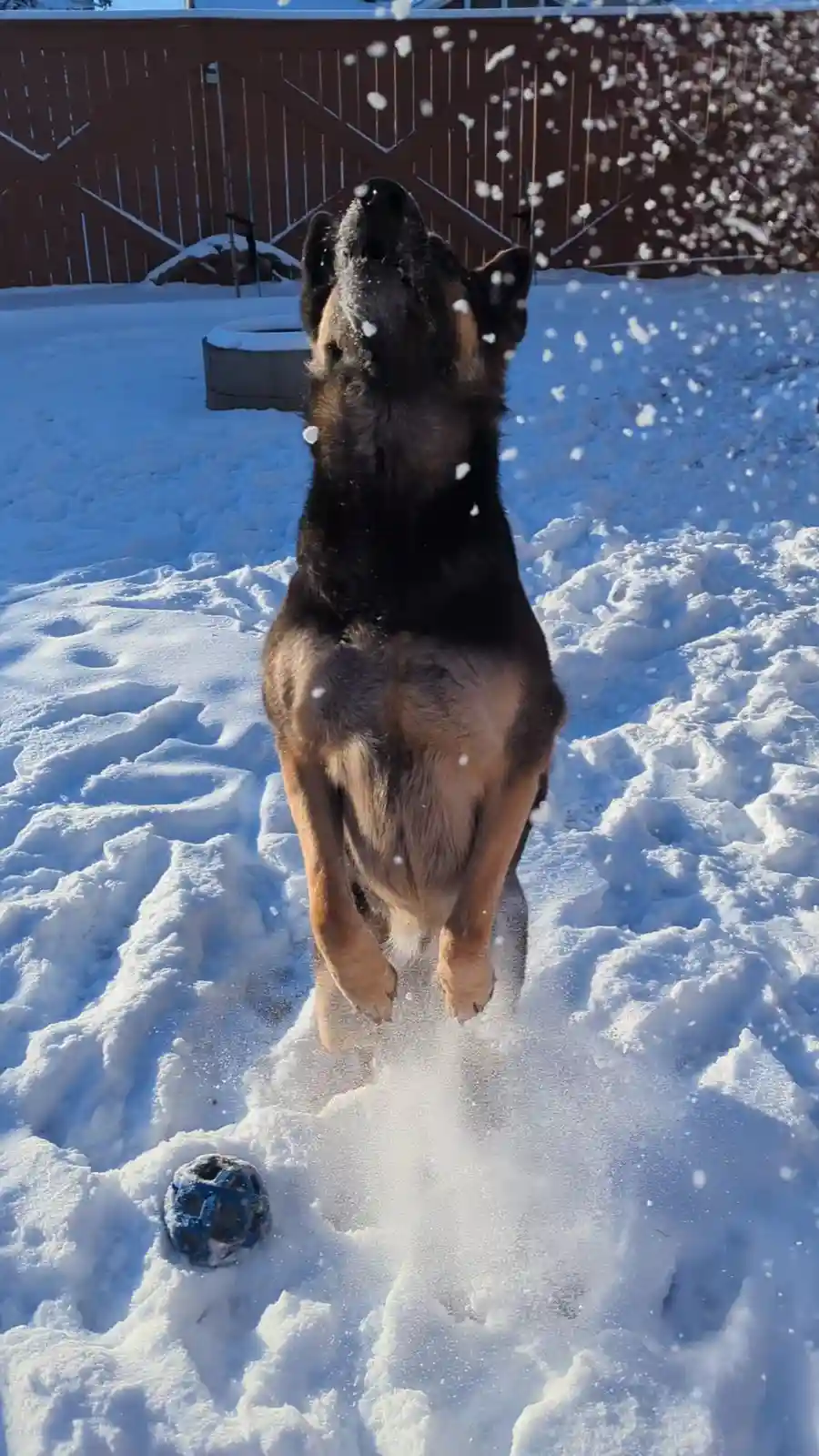 A German Shepherd dog is captured mid-air, leaping energetically in a snowy backyard, sending snowflakes flying around its…