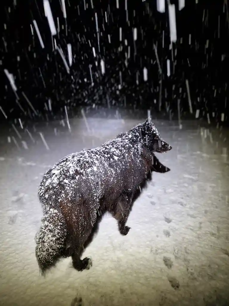 Look Out, It's Snowing!