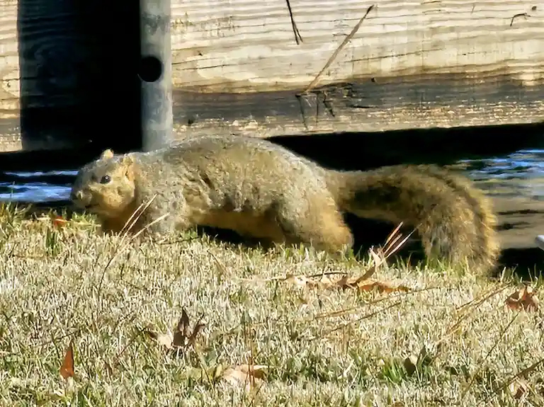 A blurry photo of a squirrel running across grass near a wooden structure, with overlaid text reading 'i'm not lazy, i'm…