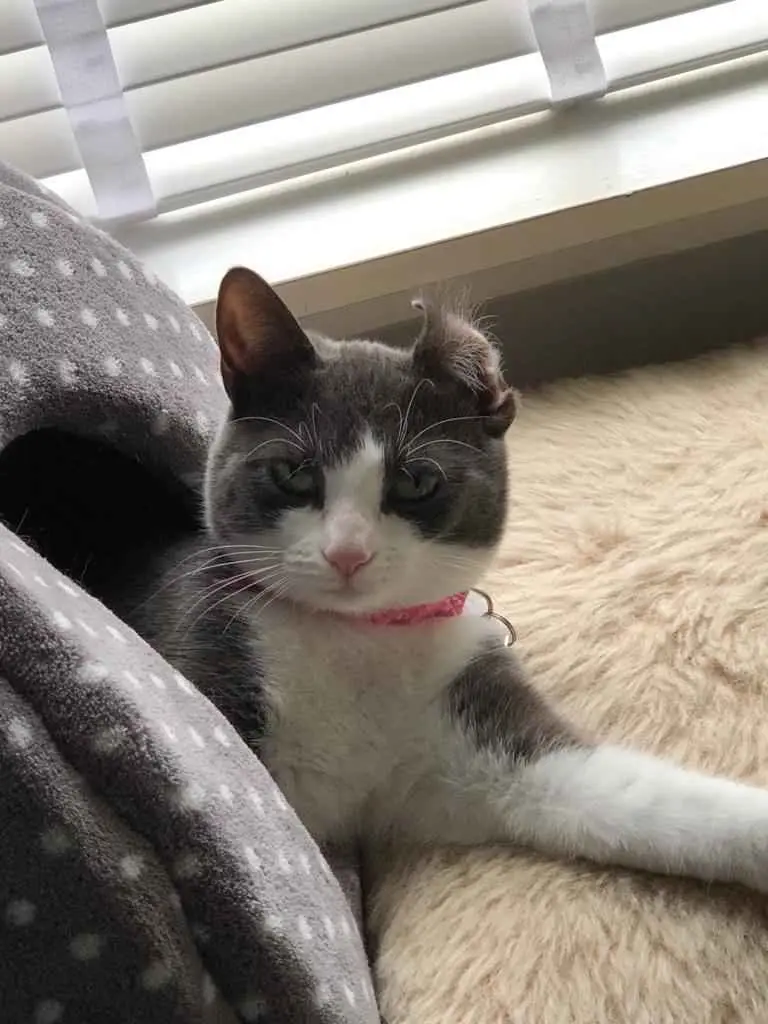 A gray and white cat with a pink collar sits on a fluffy beige rug next to a gray polka-dotted blanket, looking directly at…