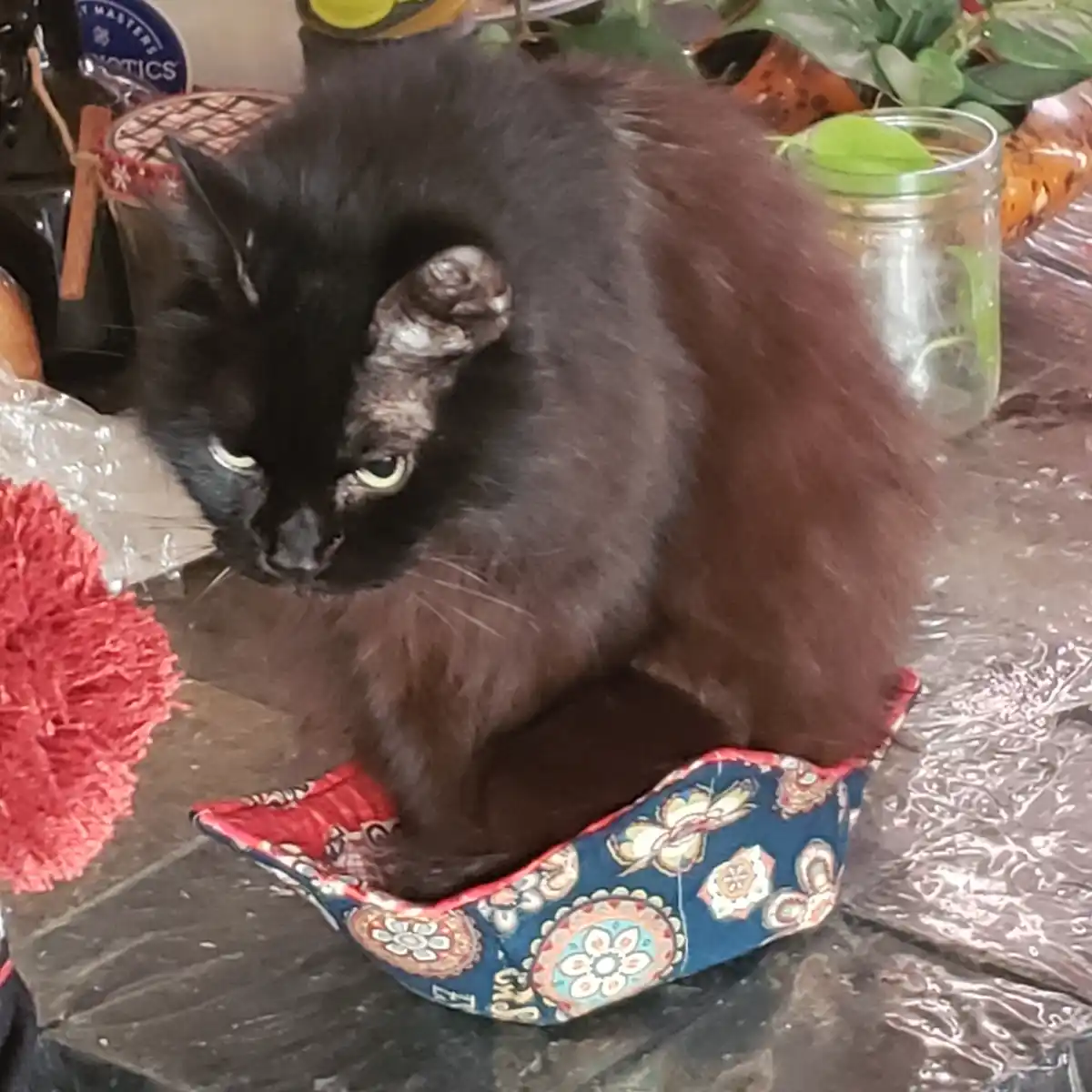 A fluffy black cat with yellow eyes sits inside a small, colorful patterned fabric bowl, looking down with a serious…