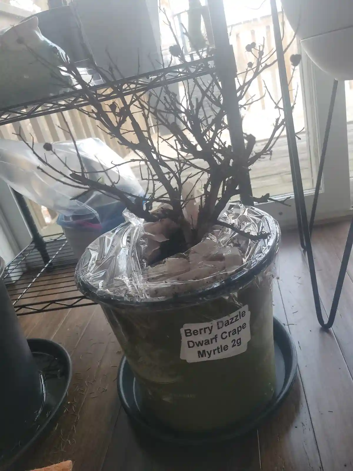 A small, leafless potted plant with bare branches sits in a clear plastic bag over its soil, labeled 'Berry Dazzle Dwarf…