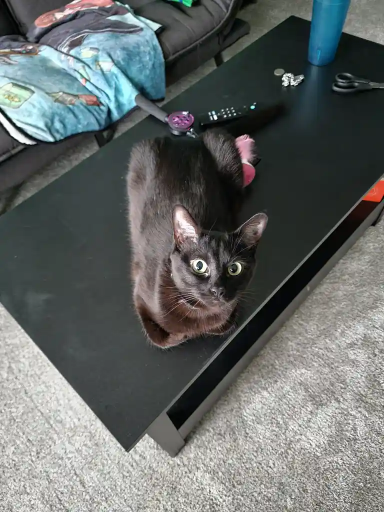 A black cat with wide, startled green eyes stares directly at the camera from a black coffee table, appearing frightened or…