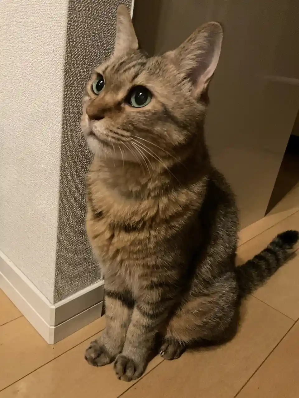 A tabby cat with striking green eyes sits upright on a tiled floor, looking upward with an expression of bewilderment. The…