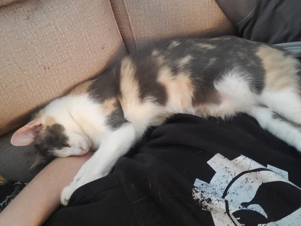 A calico cat with black, orange, and white fur is curled up and sleeping soundly on a person's arm, which is resting on…