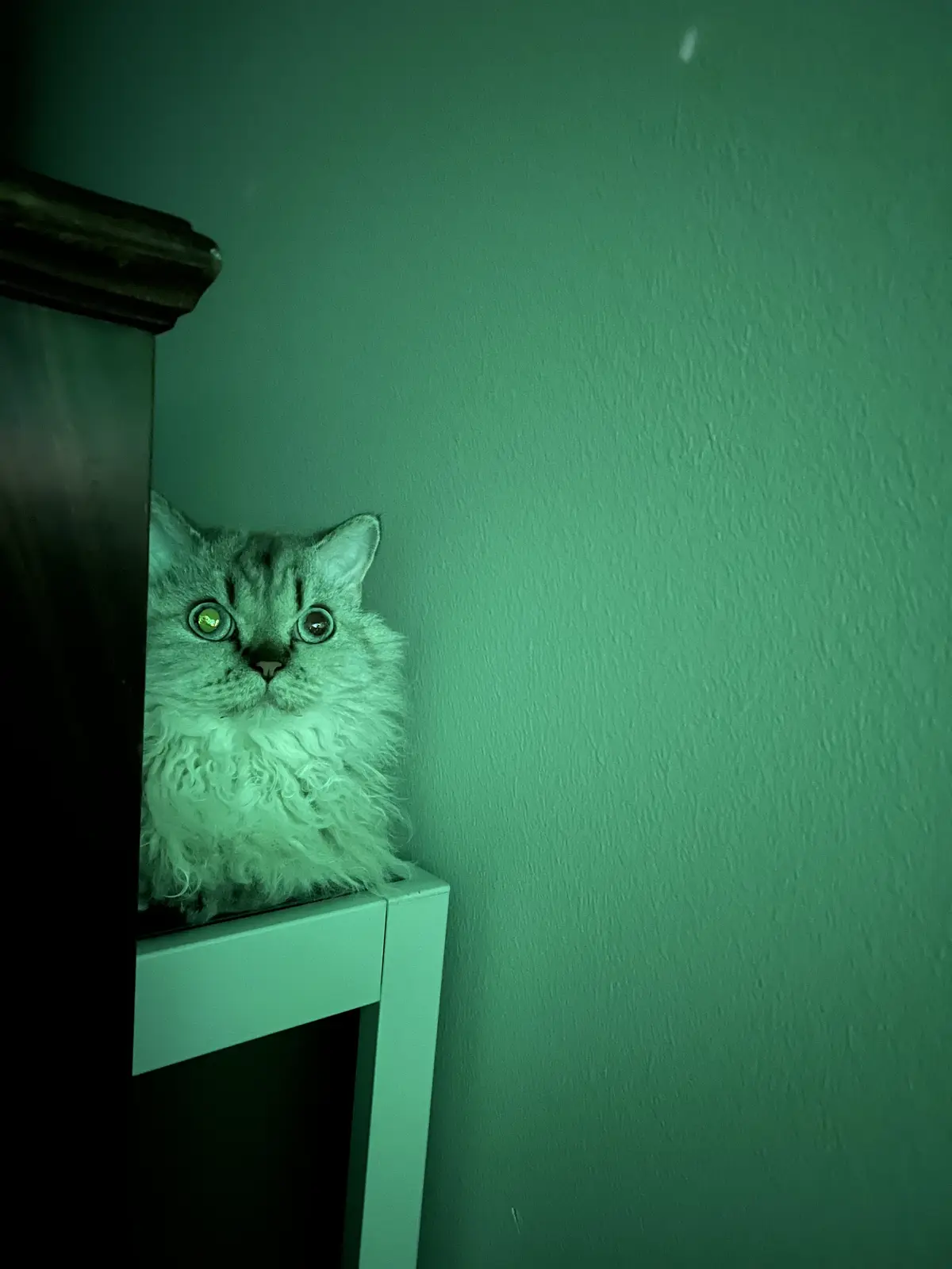 A fluffy, long-haired cat with wide, glowing eyes peeks out from behind a dark piece of furniture against a green-tinted…