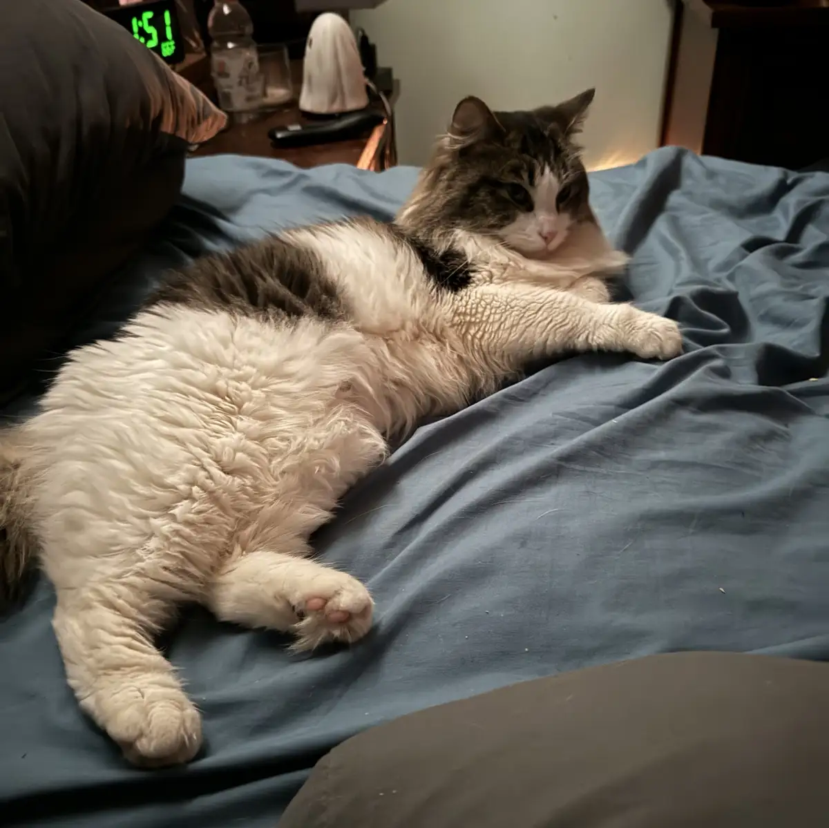 A fluffy, long-haired cat with white and gray fur is lying on its side on a blue bedsheet, looking relaxed and slightly…