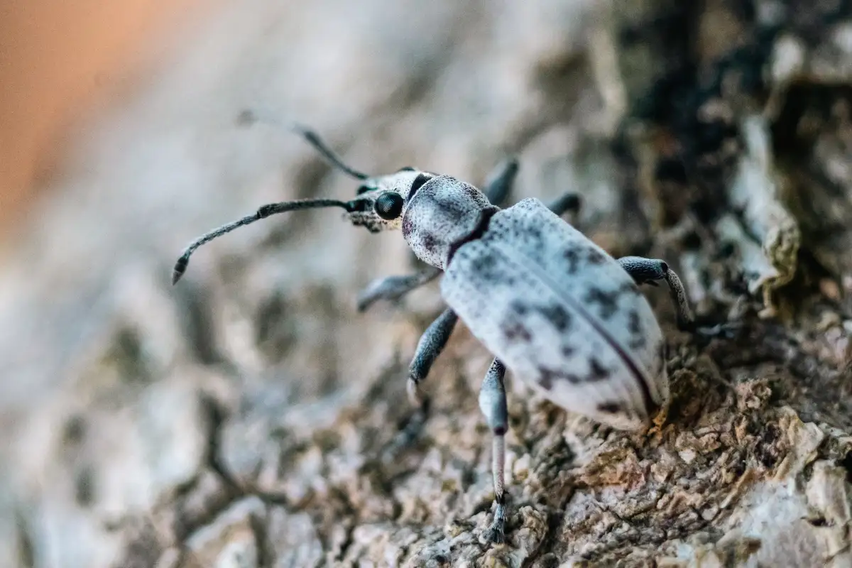 A close-up photograph of a small, grayish-white weevil with black spots and long antennae, crawling on rough, textured tree…