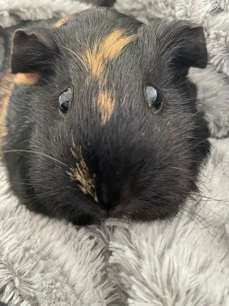 A close-up photo of a black and tan guinea pig with a distinct orange-brown stripe down its forehead, resting on a fluffy…