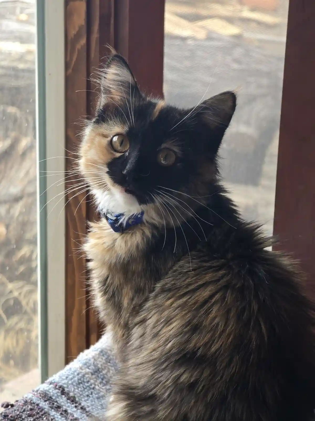 A calico cat with black, orange, and white fur sits by a window, looking directly at the camera with wide, expressive eyes…