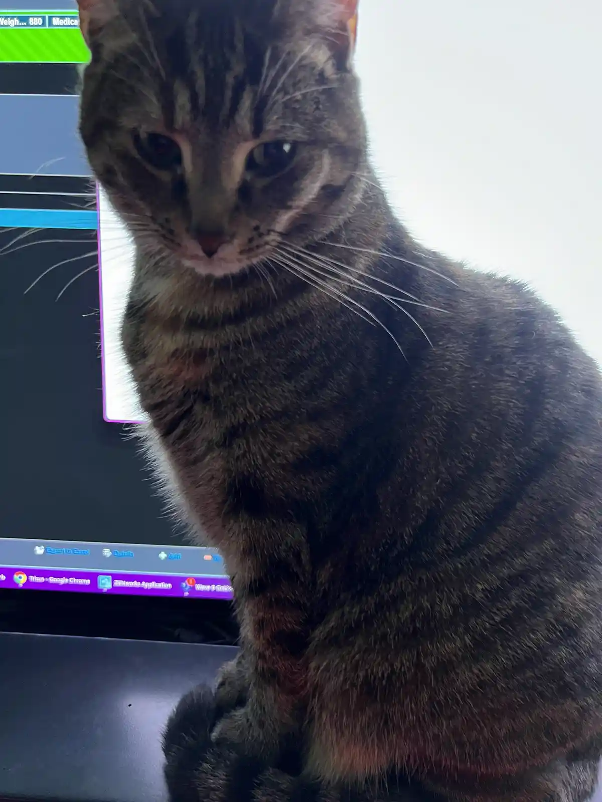 A tabby cat sits on a laptop, looking directly at the camera with a serious expression, while the screen behind it shows a…