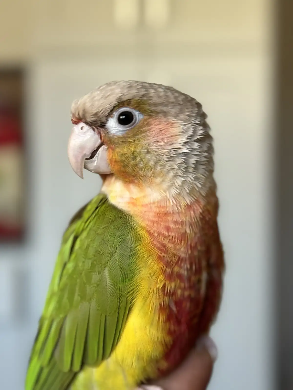 A close-up photo of a colorful parrot with green wings, a yellow chest, and a brownish head, perched on a person's hand. The…