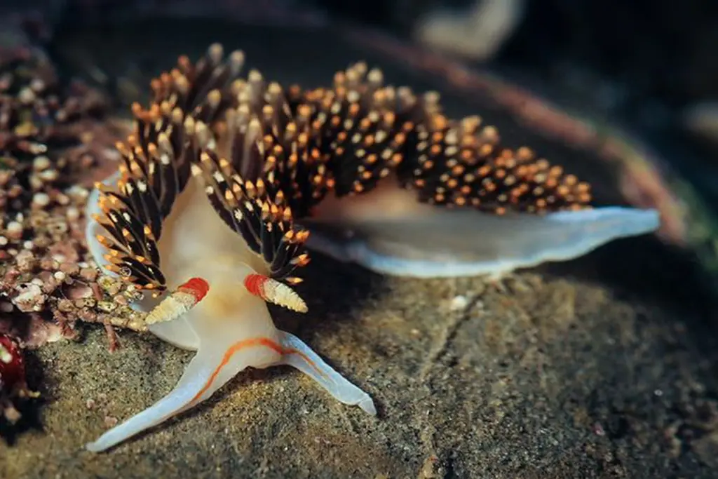 A close-up photograph of a colorful sea slug, likely an aeolid nudibranch, with translucent white body, orange stripes, and…