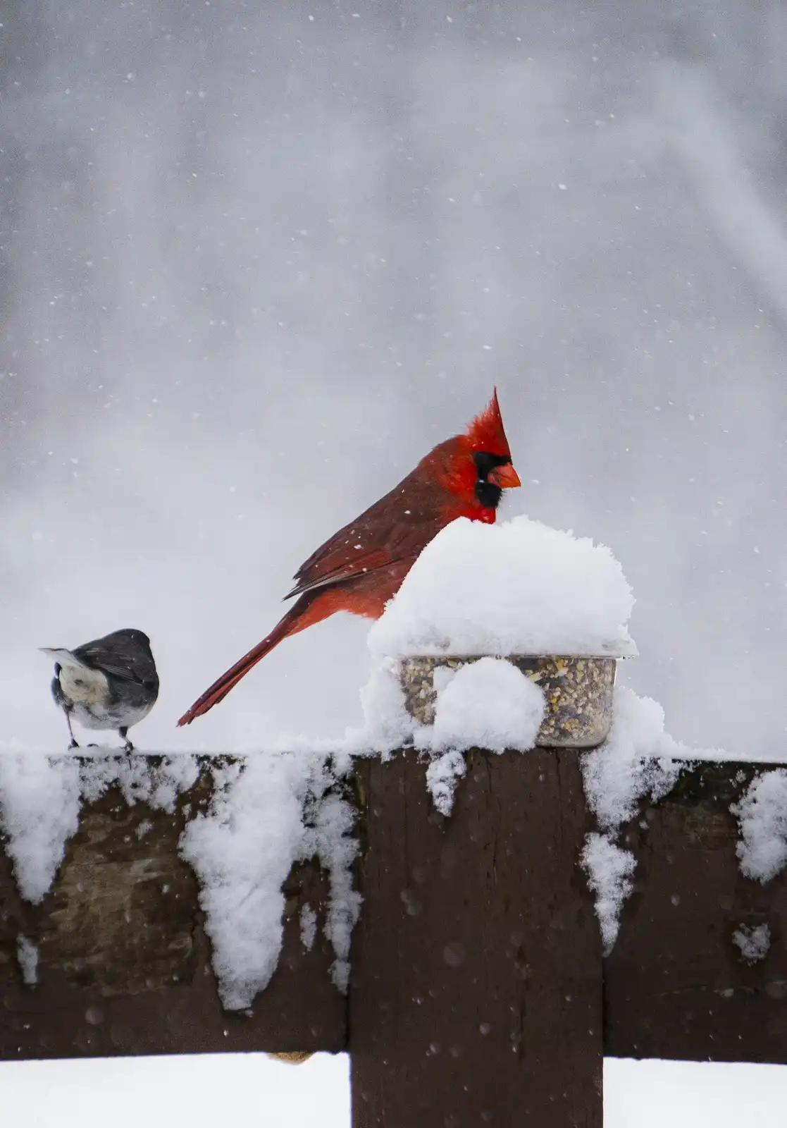 A bright red male cardinal perches atop a snow-covered bird feeder during a snowstorm, while a smaller, grayish bird stands…