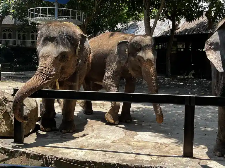 Two elephants stand behind a black metal barrier in a sunny, tree-lined enclosure with buildings in the background. One…