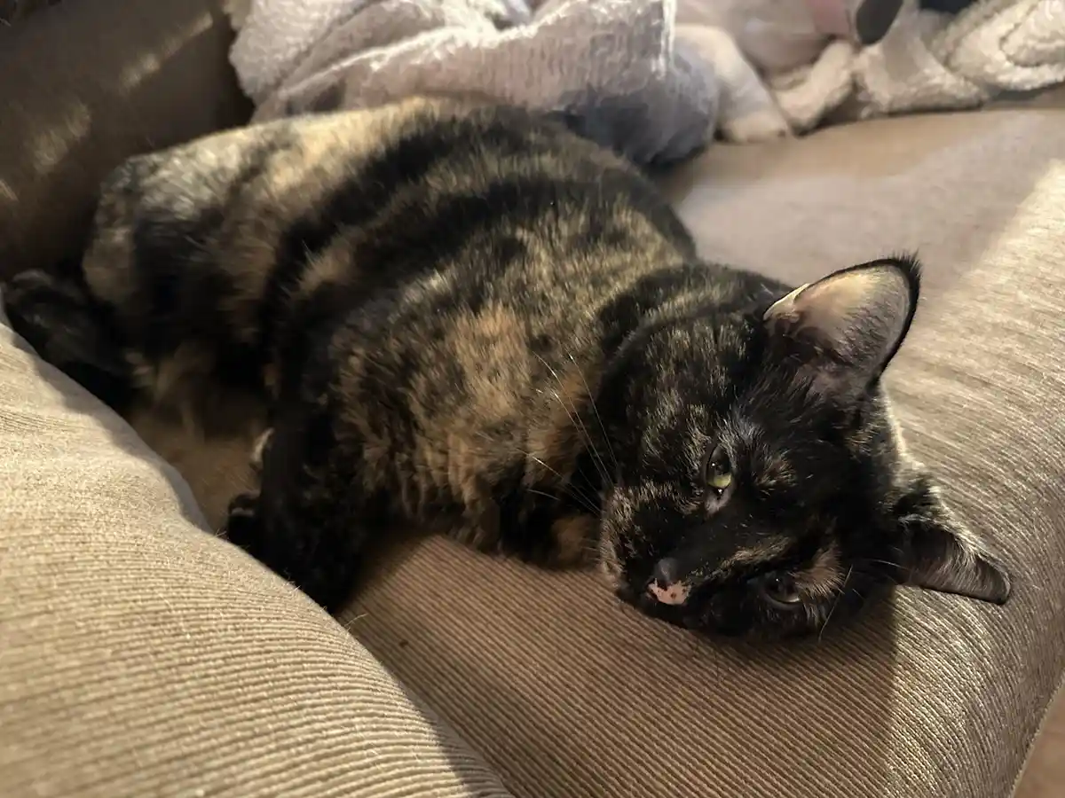 A tortoiseshell cat with black and orange patches lies curled up on a beige corduroy couch, looking sleepy and unbothered…