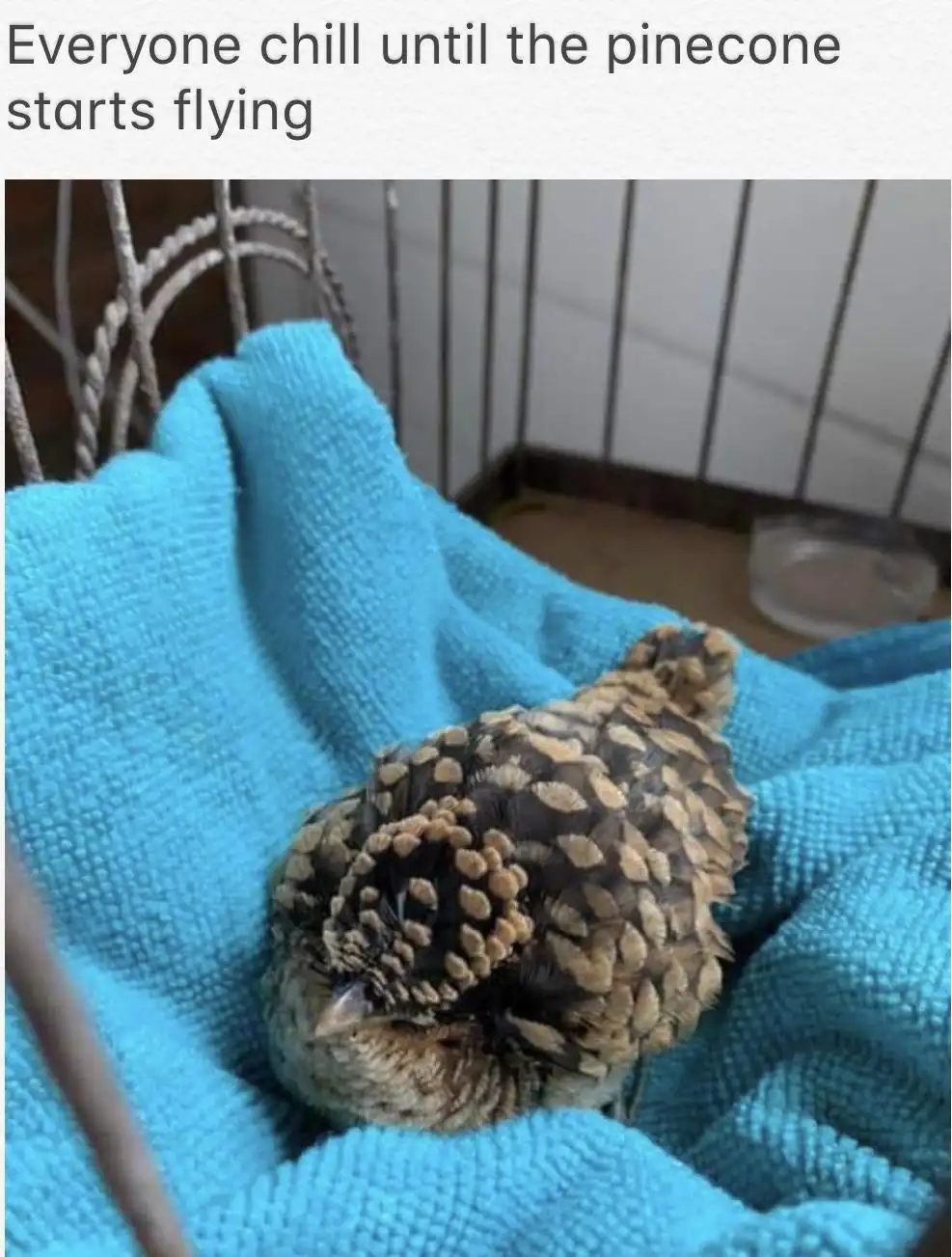 A small bird with brown and tan feathers is curled up asleep on a bright blue towel inside a wire cage. The bird's plumage…