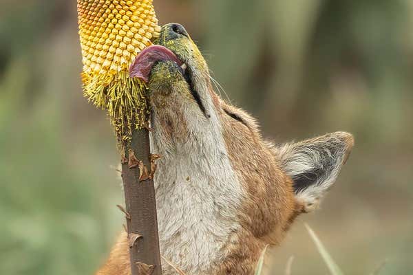 a close-up photo of a fox licking the seeds from a large sunflower head, with its tongue and muzzle covered in yellow…