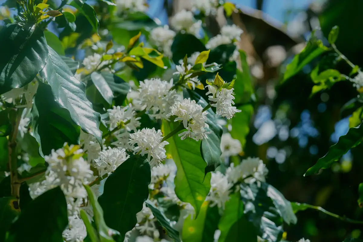 A close-up photograph of white coffee blossoms blooming among large, glossy green leaves under bright sunlight, with a…