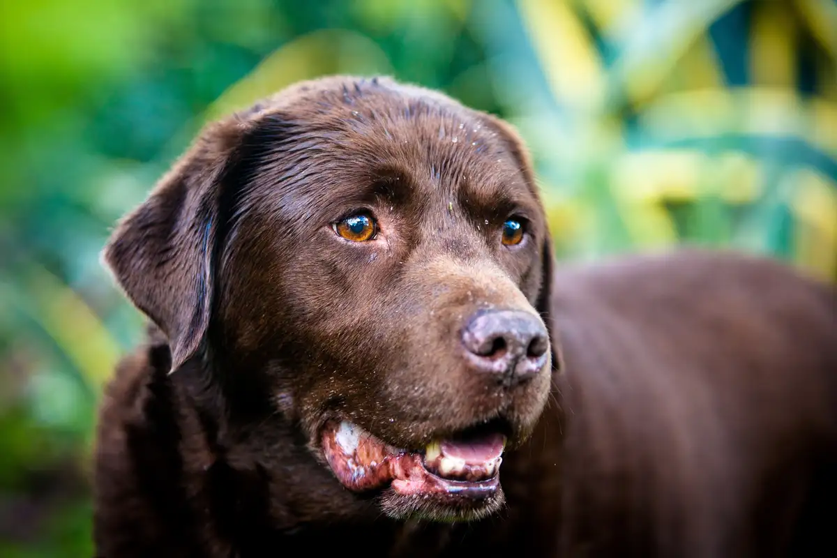 A close-up photo of a wet chocolate Labrador Retriever with water droplets on its fur and face, looking slightly to the side…