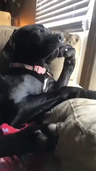 A black dog lounges on a couch, propping its head up with one paw while looking upward with a relaxed, slightly smug…