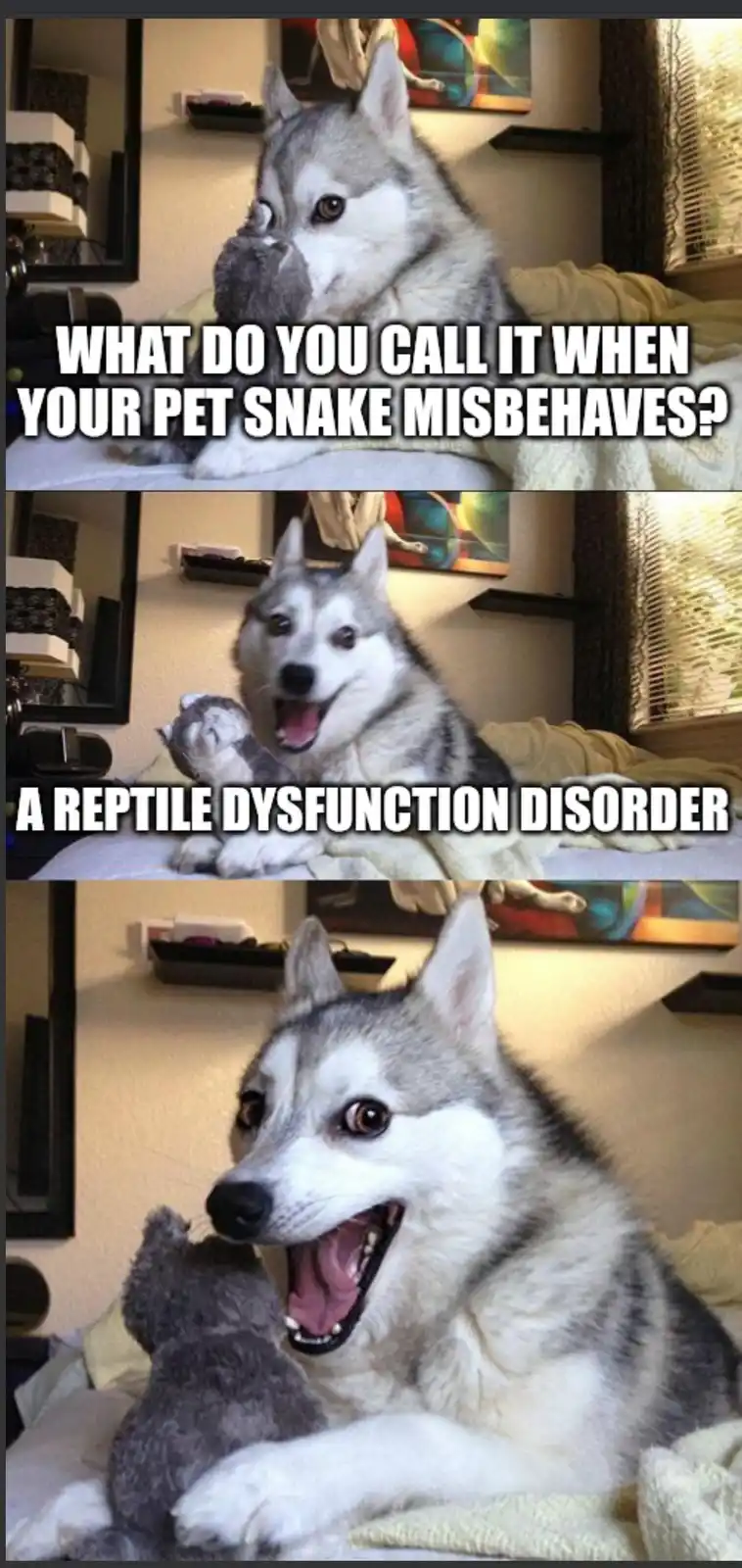 A three-panel meme featuring a Siberian Husky in a bedroom, holding a grey stuffed animal. In the first panel, the dog looks…