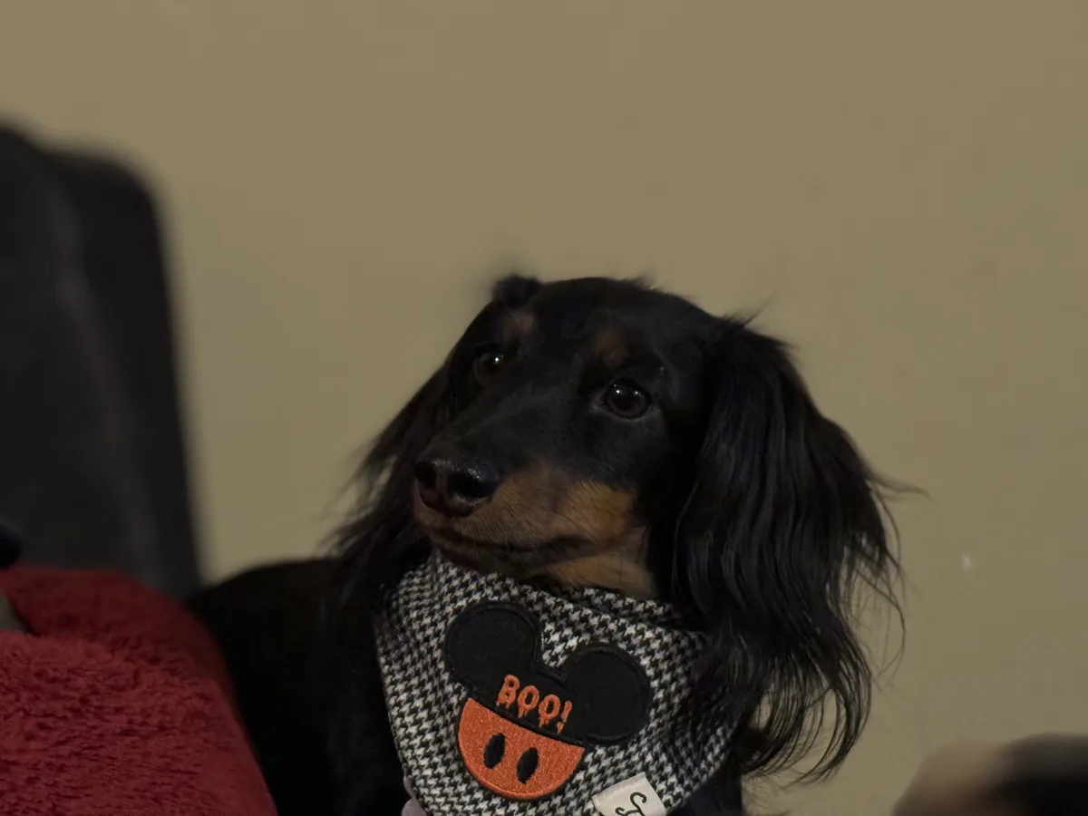 A black and tan dachshund wearing a houndstooth-patterned bandana with a stitched Mickey Mouse head design that has an…