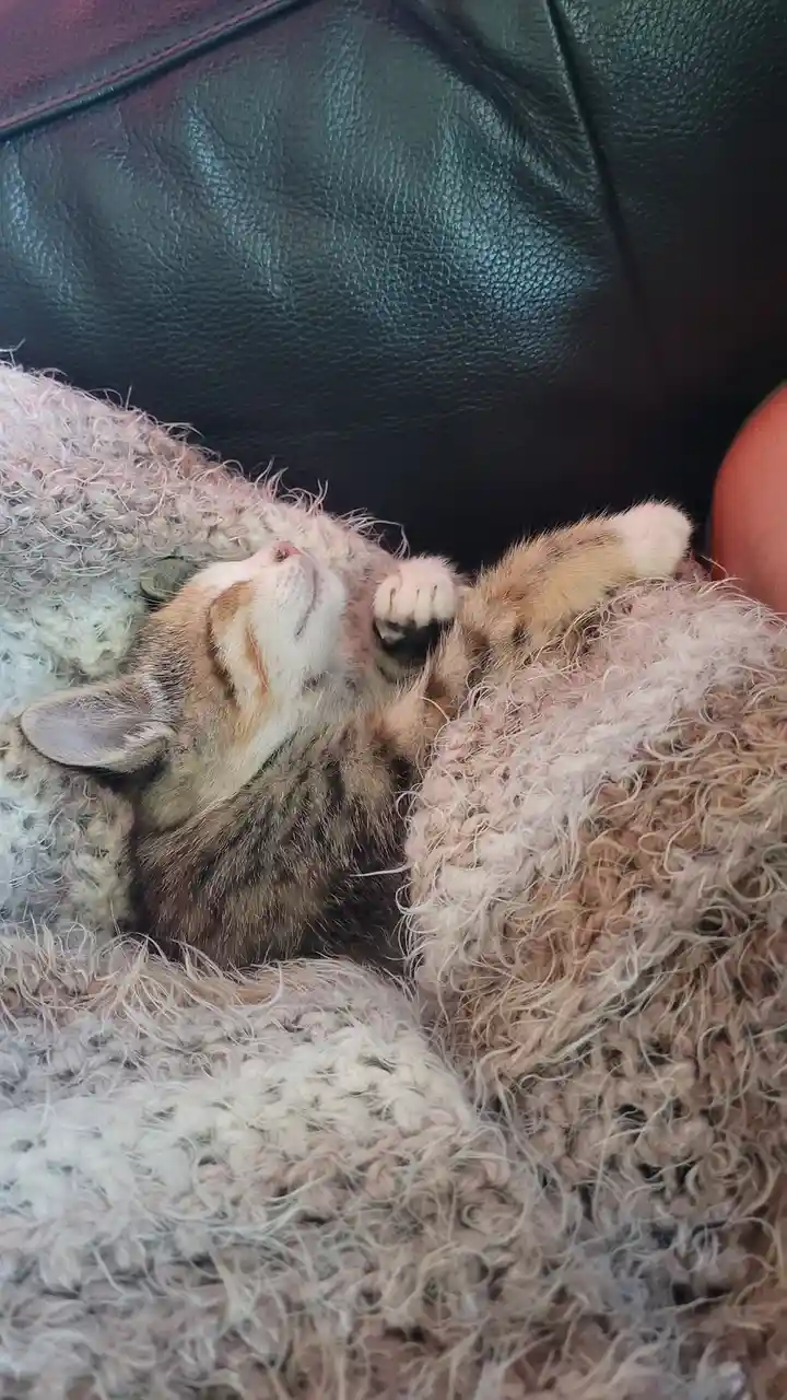 A small tabby kitten with white markings is lying on its back on a fluffy, light-colored knit blanket, appearing to be…